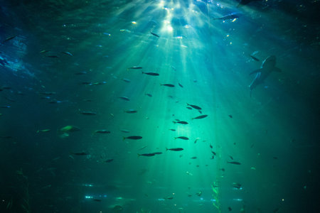 Lights in the aquarium with a lot of fish and sea creatures