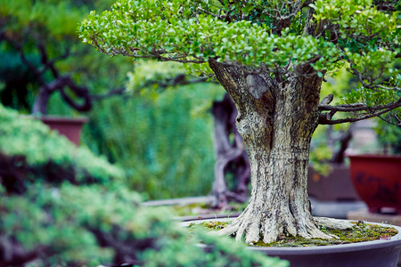 bonsai close upの写真素材