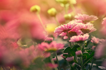 Chrysanthemum bloomingの写真素材