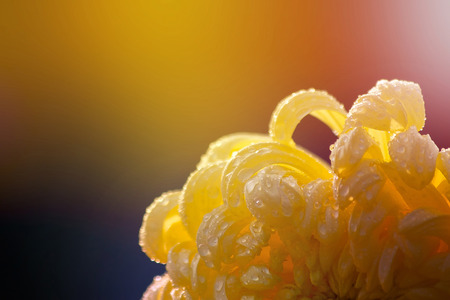 Chrysanthemum bloomingの写真素材