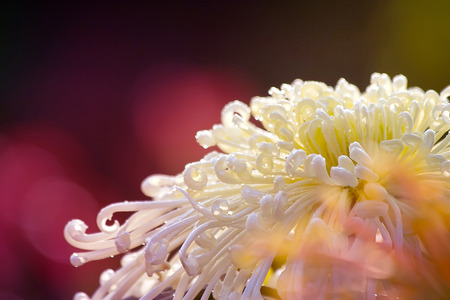 Chrysanthemum bloomingの写真素材