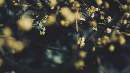 Cherry blossomの写真素材