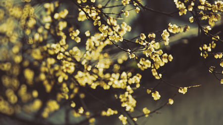 Cherry blossomの写真素材