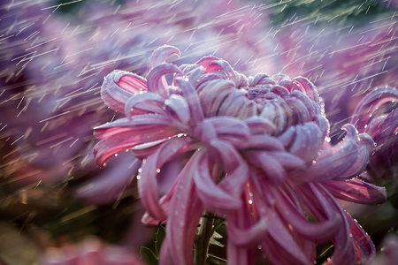 Chrysanthemum bloomingの写真素材