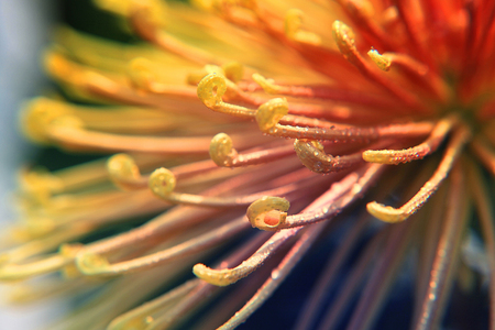 Chrysanthemum bloomingの写真素材
