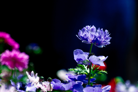 Flower bloomingの写真素材