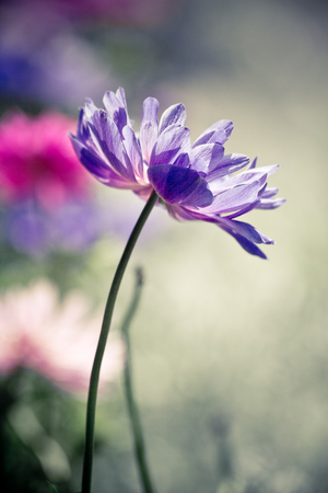 Flower bloomingの写真素材