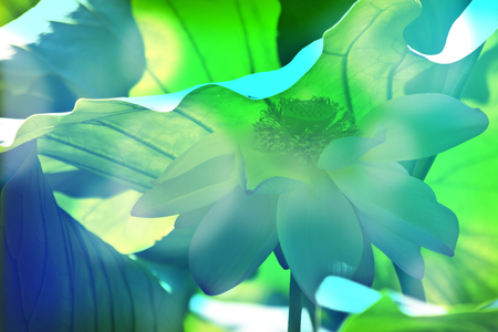 Lotus pondの写真素材