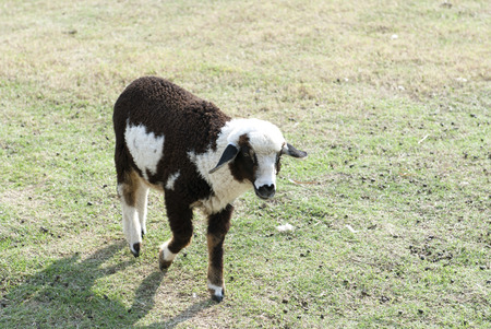 sheepの写真素材