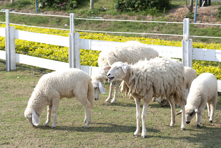 sheepの写真素材