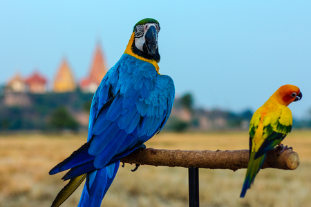 Macaw Bird perched for waiting to practice fly.の写真素材