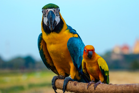Macaw Bird perched for waiting to practice fly.の写真素材