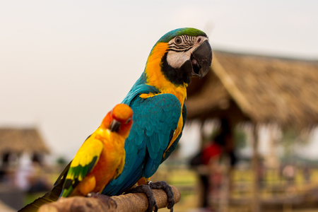 Macaw Bird perched for waiting to practice fly.の写真素材