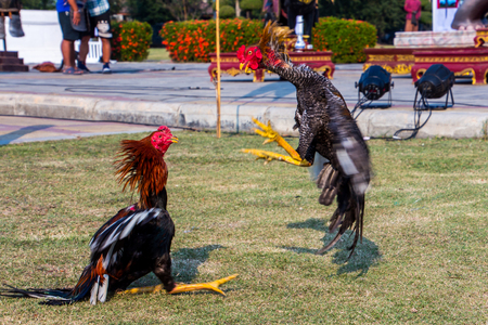 Beautiful asian rooster trained for cockfighting in Kachanaburi Thailand.の写真素材