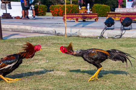 Beautiful asian rooster trained for cockfighting in Kachanaburi Thailand.の写真素材