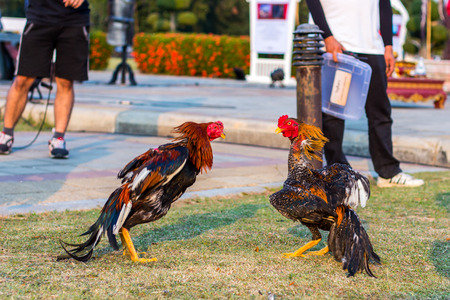 Beautiful asian rooster trained for cockfighting in Kachanaburi Thailand.の写真素材