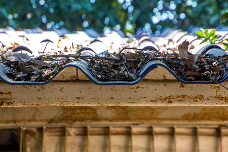 leaves Fall on the roof in school.