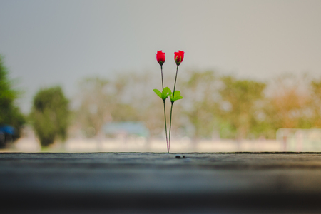 Plastic roses on a velentine's day in school.の写真素材