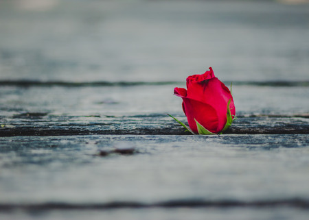 Rose on the old planks.の写真素材