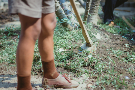 The students help to dig up the grass to prepare the trees.の写真素材