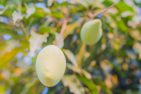 Closeup of Mangoes hanging,mango field,mango farm in evening.