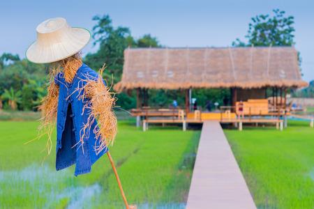 View of resting place for farmer on rice terrace, Kanchanaburi, Thailand.の写真素材