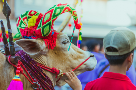 Villagers decorate the cow for the Songkran festival in Kanchanaburi , Thailand.の写真素材