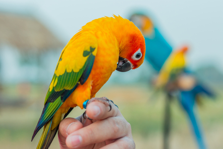Macore Bird perched for waiting to practice fly.の写真素材