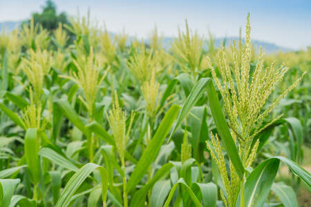 Corn farm before harvest.の写真素材