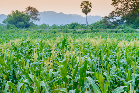 Corn farm before harvest.の写真素材