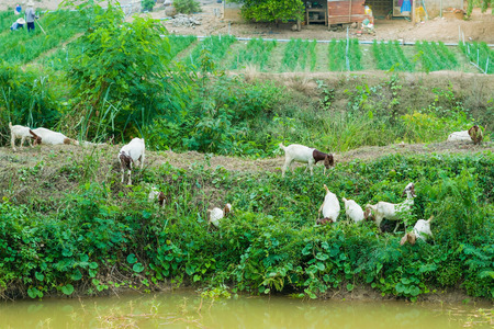 Herd of Goats walk to find eating around the Canalのeditorial素材
