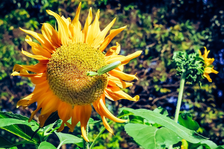 Grasshopper find food on sunflowers in the morning.の写真素材