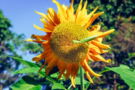 Grasshopper find food on sunflowers in the morning.の写真素材