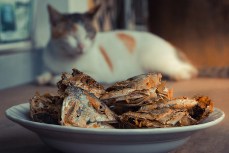 Sleeping cat watch deep Fried Fish Head. Selective focus on the fish head.の写真素材
