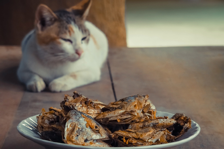 Sleeping cat watch deep Fried Fish Head. Selective focus on the fish head.の写真素材