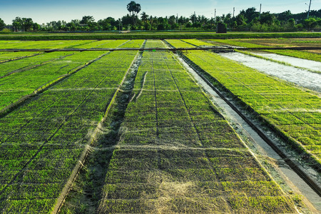 Beautiful view of rice seedlings in the field in Suphanburi Thailand.の写真素材