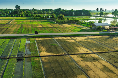 Beautiful view of rice seedlings in the field in Suphanburi Thailand.の写真素材