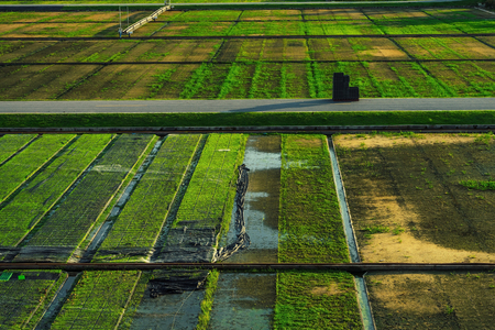 Beautiful view of rice seedlings in the field in Suphanburi Thailand.の写真素材