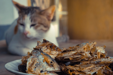 Sleeping cat watch deep Fried Fish Head. Selective focus on the fish head.の写真素材