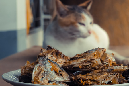 Sleeping cat watch deep Fried Fish Head. Selective focus on the fish head.の写真素材