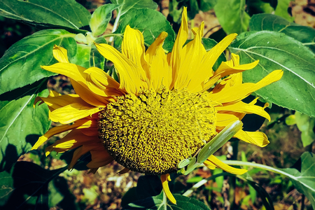 Grasshopper find food on sunflowers in the morning.の写真素材