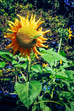 Grasshopper find food on sunflowers in the morning.の写真素材