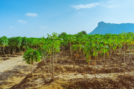 View of cassava field in Kanchanaburi, Thailandの写真素材