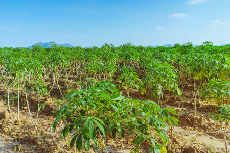 View of cassava field in Kanchanaburi, Thailandの写真素材