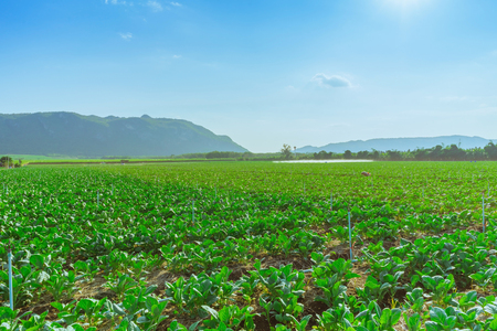 Scenery of chinese kale field in Kanchanaburi,Thailandの写真素材