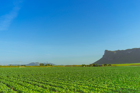 Scenery of chinese kale field in Kanchanaburi,Thailandの写真素材