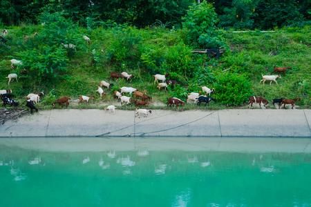 Herd of Goats walk to find eating around the 
Irrigation canalの写真素材