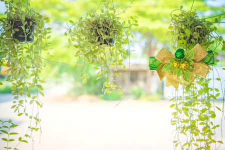 A green ribbon with small ball for decorate on Dischidia nummularia Variegata hanging green plant.の写真素材