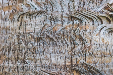 Surface of old trunk palm tree. Texture Background.の写真素材