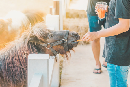 Boy feeding horse in his farm through a white wooden fence.の写真素材